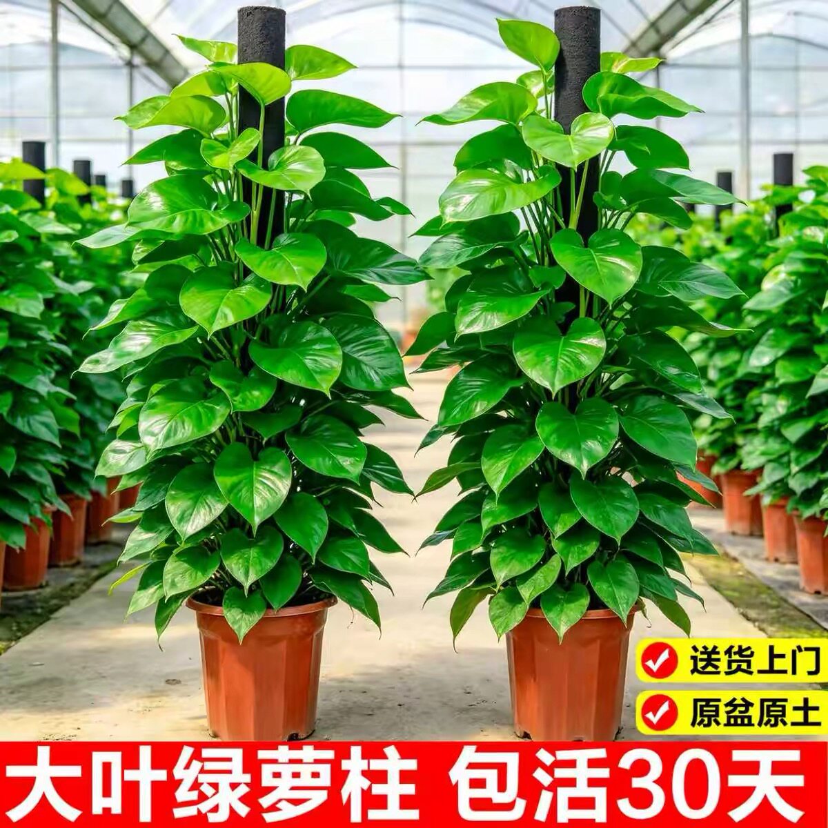 大叶绿萝柱客厅大盆栽室内大型绿植新房除甲醛净化空气植物好养活