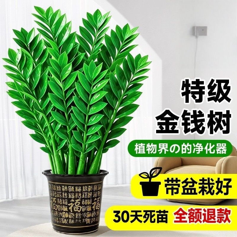 金钱树盆栽大型室内客厅绿植物摇钱串子招财办公室旺宅开业送礼物