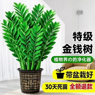 金钱树盆栽大型室内客厅绿植物摇钱串子招财办公室旺宅开业送礼物