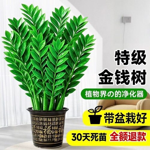 金钱树盆栽大型室内客厅绿植物摇钱串子招财办公室旺宅开业送礼物