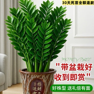 金钱树盆栽室内植物钱串子招财客厅大绿植花卉四季 饰品 常青摆件装