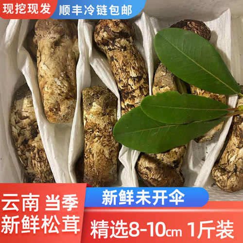 香格里拉野生松茸菌500g新鲜菌菇