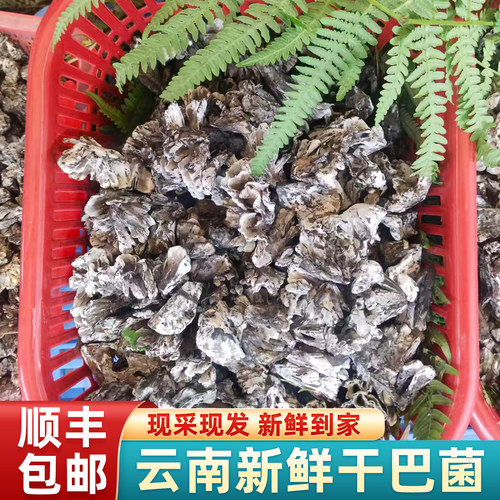 云南野生新鲜干巴菌500g当季鲜菌