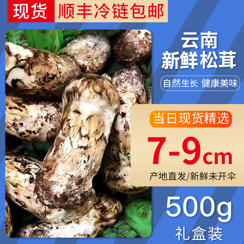 云南新鲜松茸香格里拉菌菇野生菌
