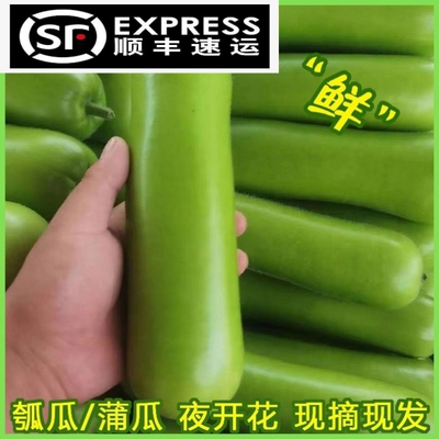 新鲜瓠子福建蔬菜蒲瓜胡瓜瓠瓜夜开花1/3/5斤农家现摘葫瓜非黄瓜