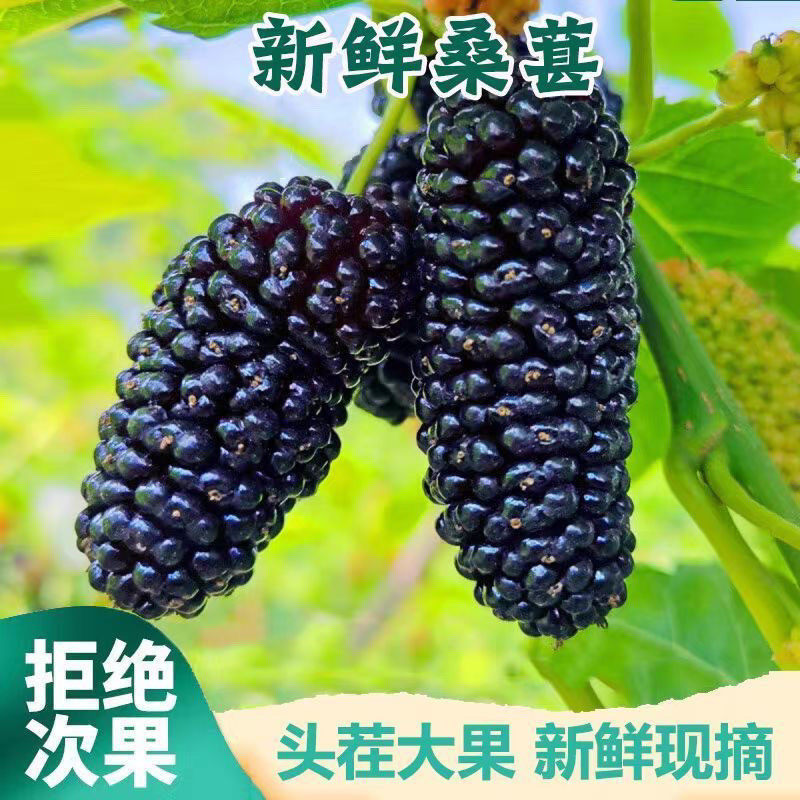 陕西现摘新鲜桑葚鲜果黑桑椹长条桑葚无沙免洗即食泡酒酵素包邮