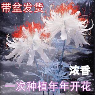 彼岸花浓香花卉曼珠沙华郁金香红花石蒜盆栽室内室外四季 开花植物