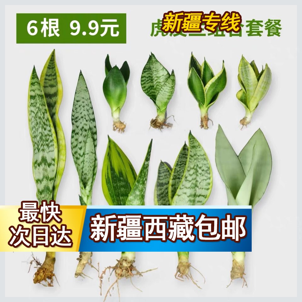 新疆西藏包邮除甲醛金边虎皮兰新房吸甲醛植物防辐射四季室内绿植 鲜花速递/花卉仿真/绿植园艺 造型盆景 原图主图