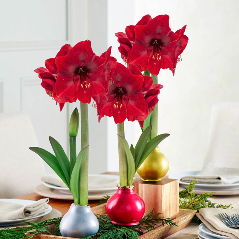 蜡封朱顶红进口球根花卉室内无水无土即可开花种球 多多优品