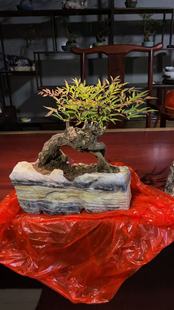 原生山采老桩南天竹盆栽观叶小盆景好养易活书房茶桌禅意绿植