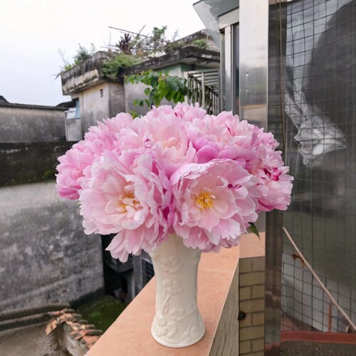 山东重瓣芍药粉岭红花