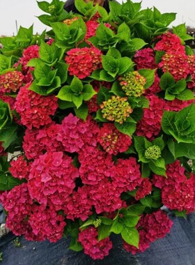 红色绣球袭夏魔幻红宝石骑士火花红红花花花园花镜花新品地栽盆