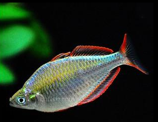 电光美人小型热带鱼 刚果美人活体观赏鱼直播福利包邮