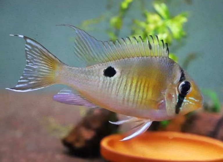 圣塔伦月亮宝石食土鲷南美缸配鱼热带鱼三湖慈鲷活体淡水鱼包邮