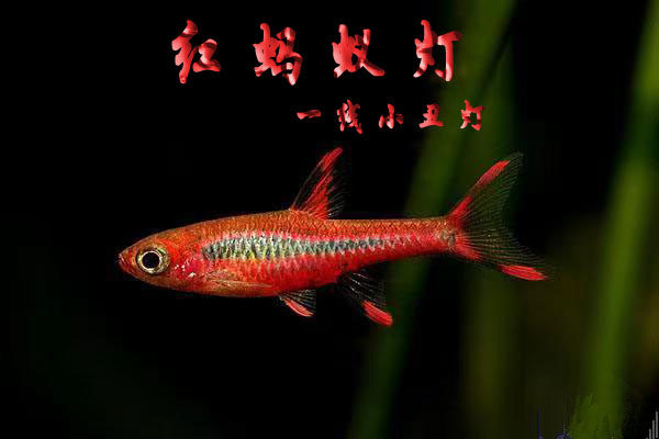 红蚂蚁灯鱼一线小丑灯红火蚁南美高端灯鱼热带观赏鱼草缸群游鱼活