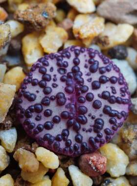 霓虹安贞X恶魔之眼，SH2079 X CFK-2 Conophytum obcordellum