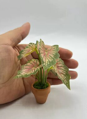 娃娃屋摆件微缩绿植彩叶芋龟背绿植盆栽袖珍场景拍摄道具迷你植物