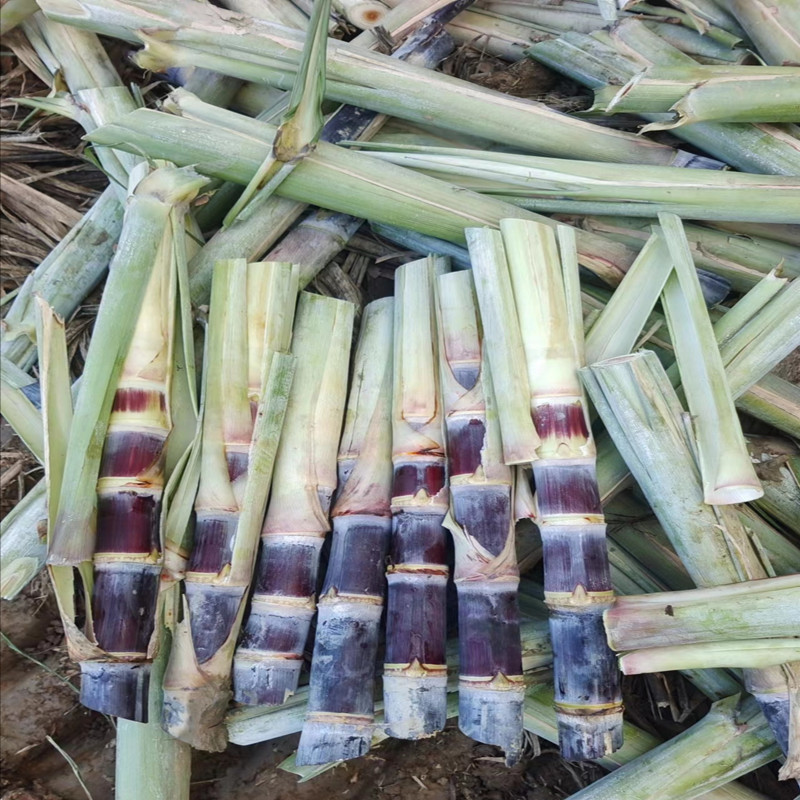 广西阳朔现砍10根黑皮甘蔗水果包邮 新鲜脆甜搬新居用孕妇水果不