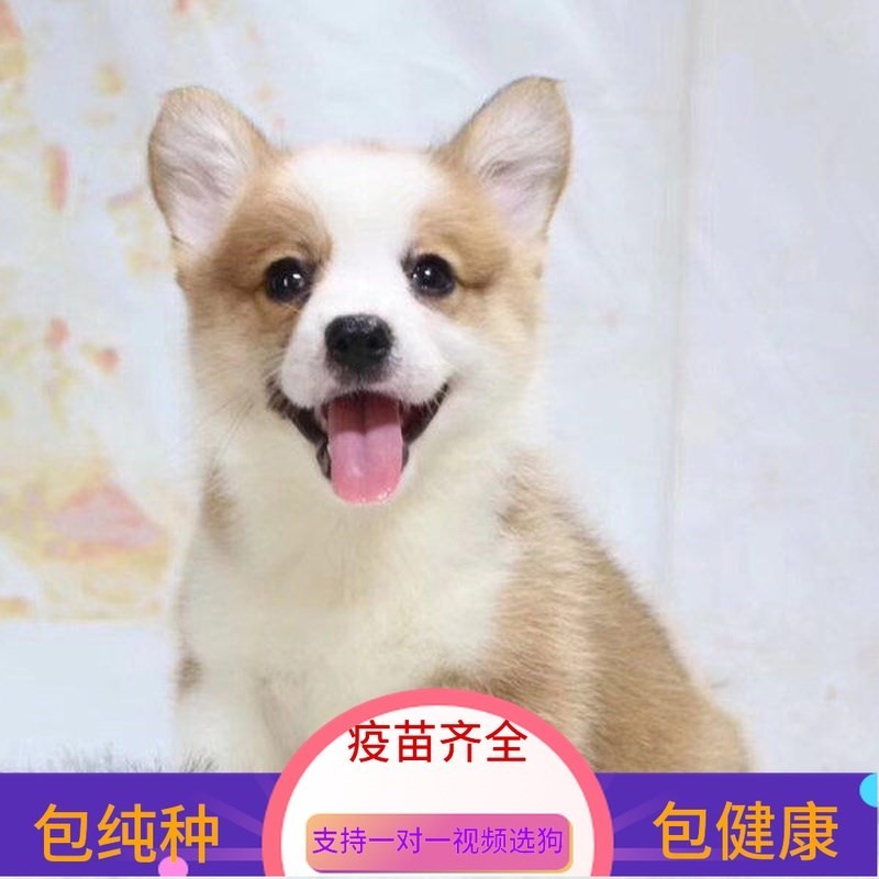 柯基犬纯种小狗动物狗狗活幼体活幼犬短腿的活体小型可爱宠物真狗在类目 宠物/宠物食品及用品, 兔类及其用品, 兔中 - 来自Buy2taobao.com提供专业的淘宝代购服务