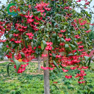 金丝吊蝴蝶树苗陕西卫矛别墅庭院地栽绿化苗木耐寒植物大型风景树