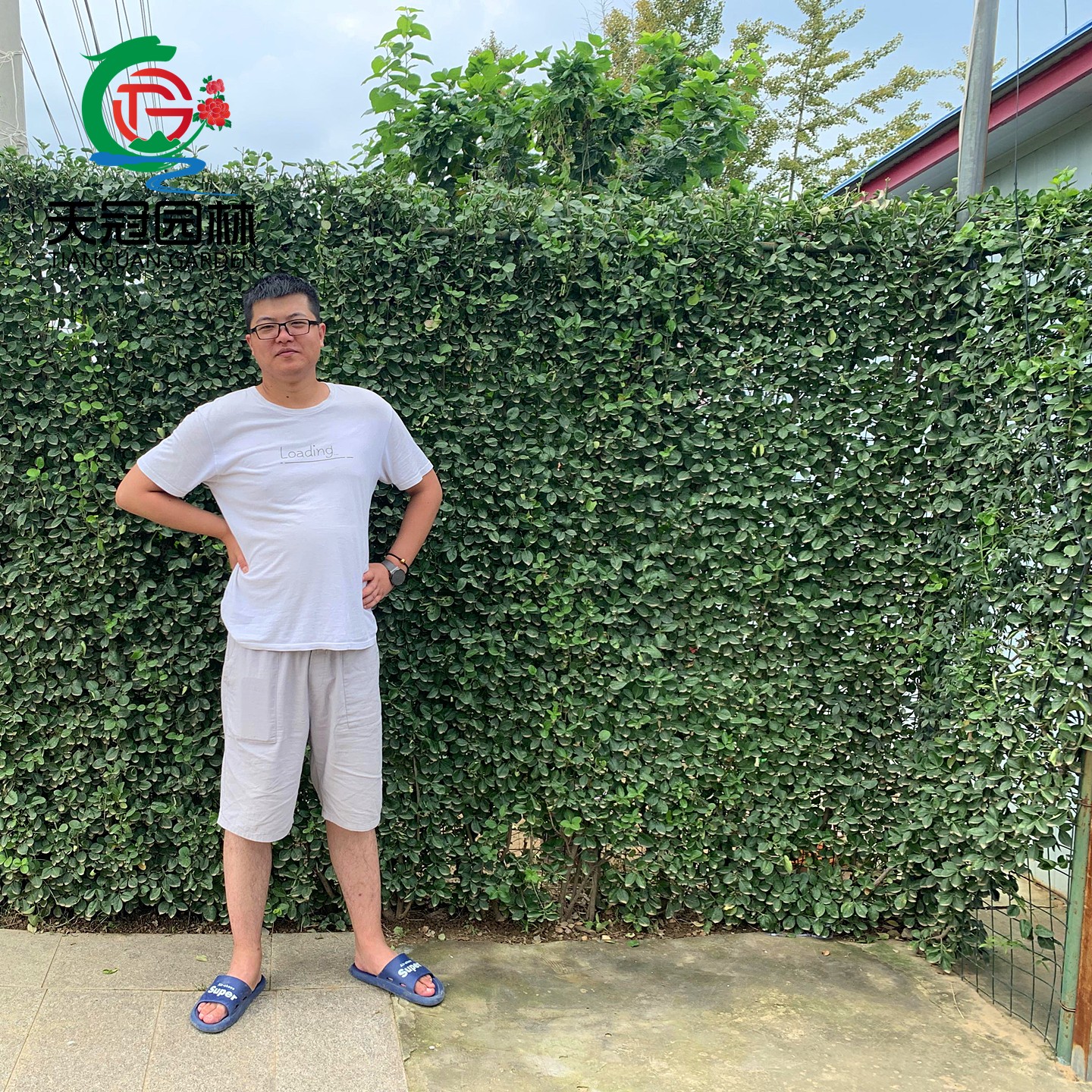 四季常青专用篱笆苗北海道黄杨苗