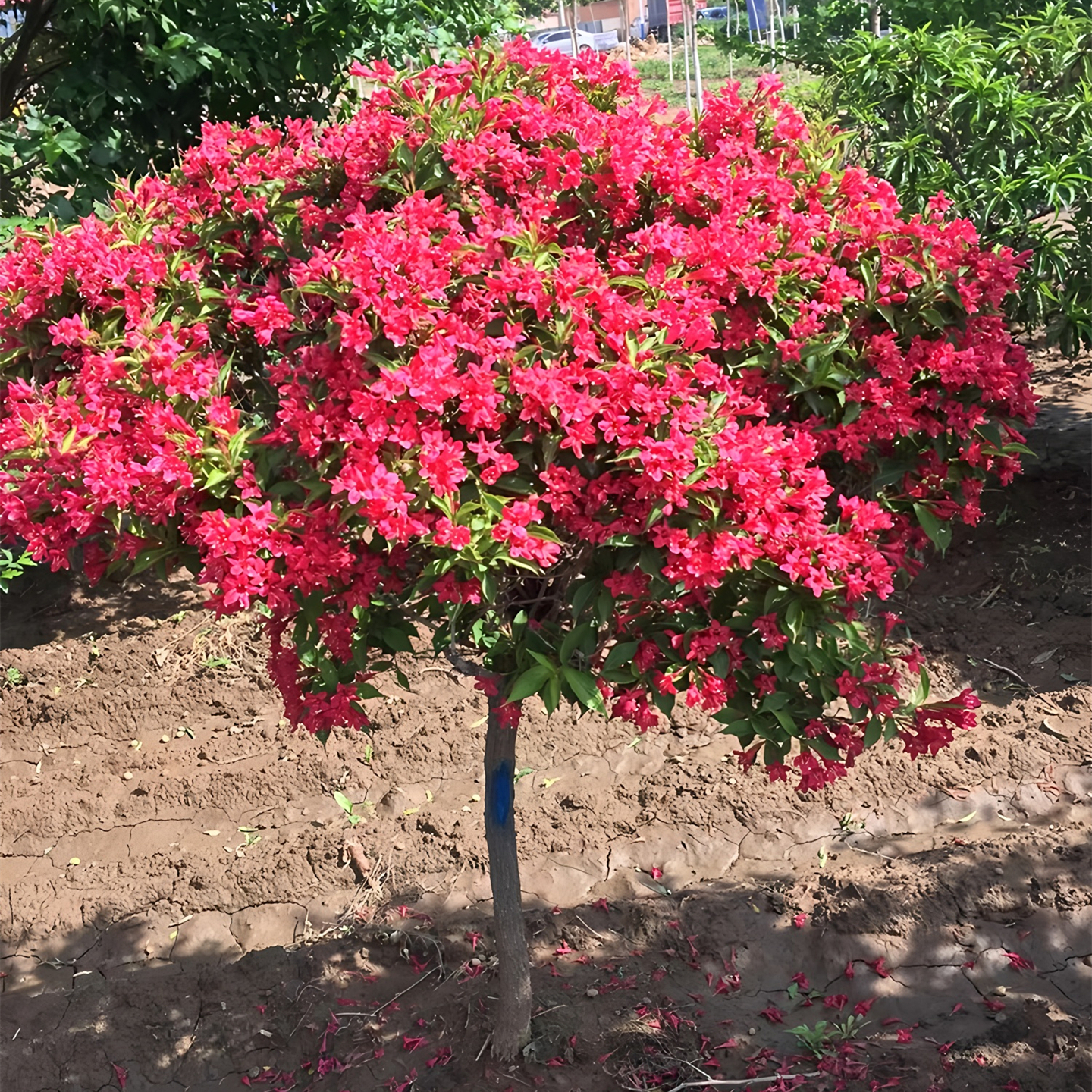 红王子锦带花树苗木当年开花耐寒