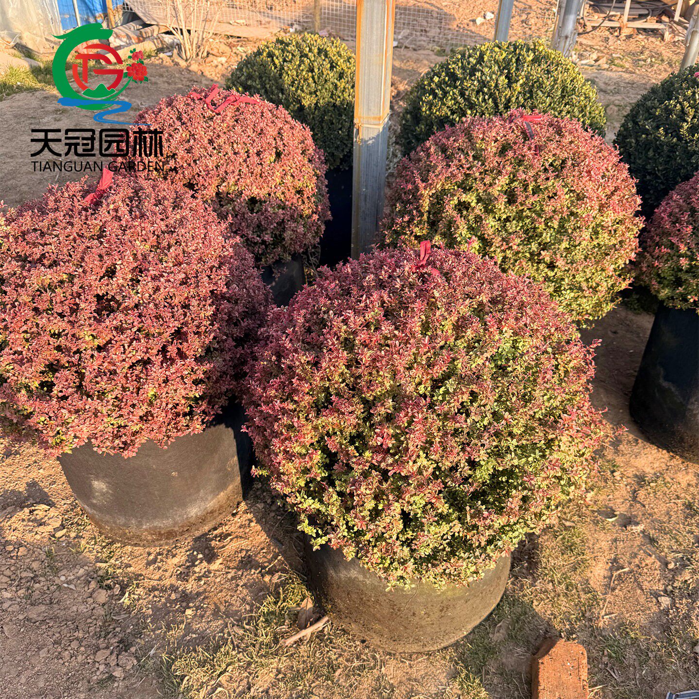 小丑火棘球耐寒变色庭院花镜植物