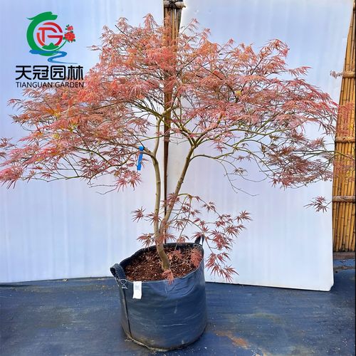 羽毛枫树苗庭院耐寒风景树原生苗