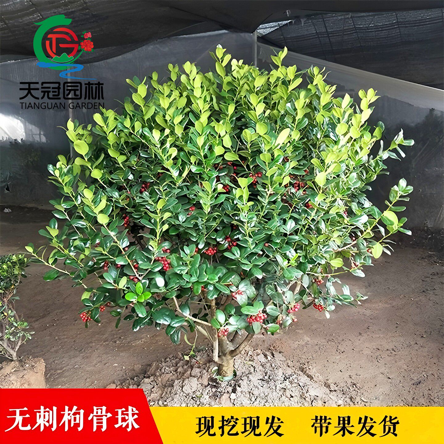无刺枸骨树苗鸿运果树苗四季常青北方庭院花卉耐寒绿化苗木构骨球