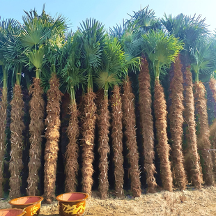 棕榈树苗别墅庭院耐寒四季常青大型风景植物扇子树热带绿化棕树苗