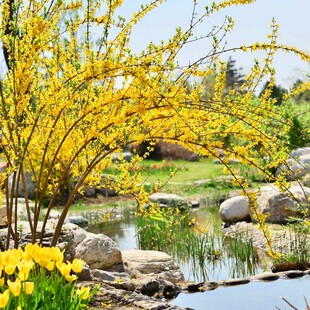 迎春花树苗金钟花报春花苗别墅庭院耐寒盆栽爬藤攀援花卉树状连翘