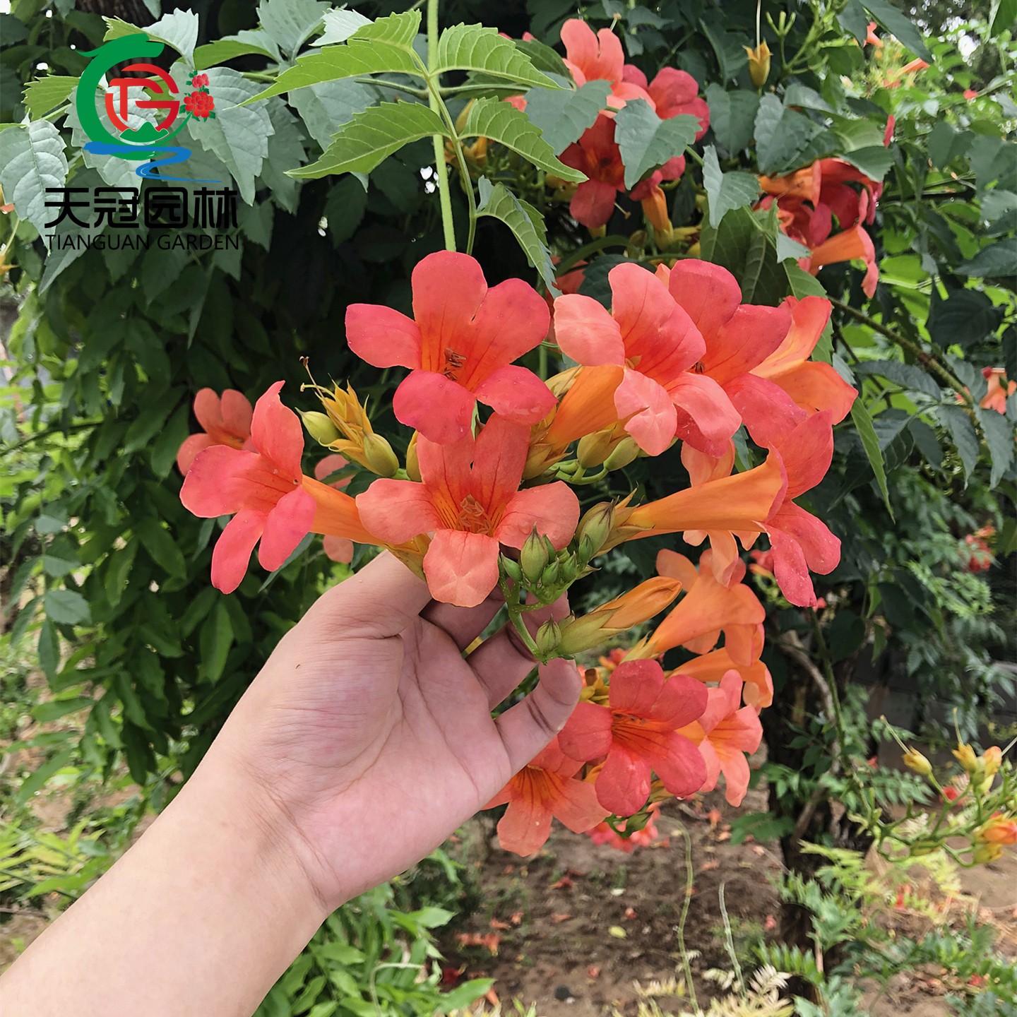 凌霄花树苗耐寒中华凌霄爬藤大苗