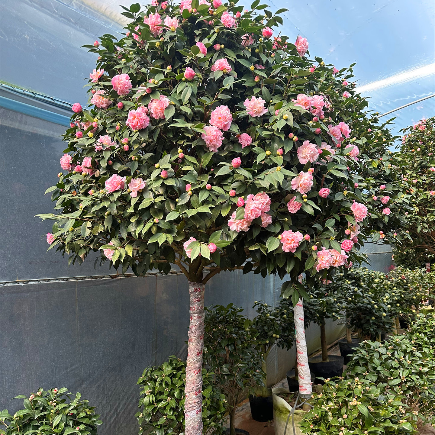 高杆香妃茶花四季常青耐寒浓香型