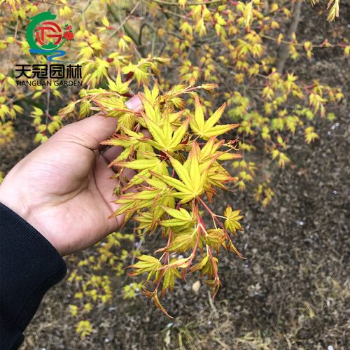黄金枫树苗庭院别墅盆栽地栽耐寒