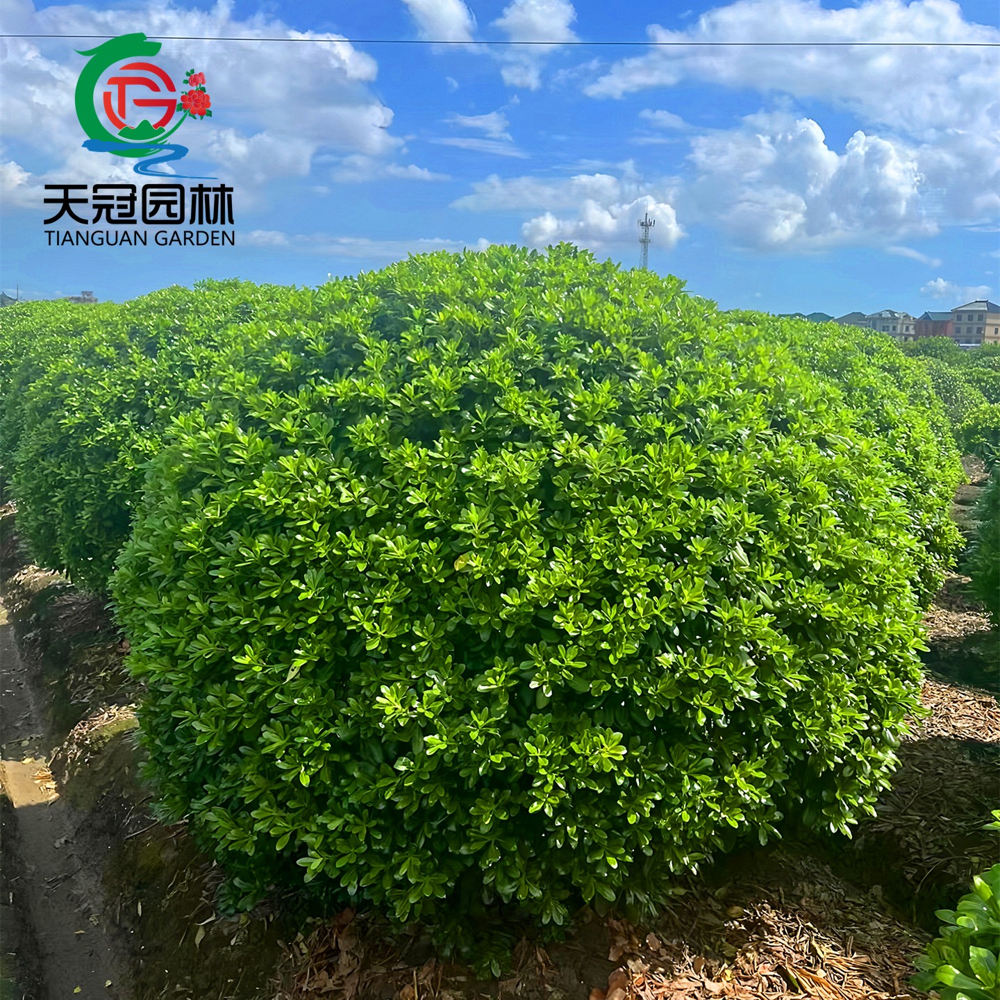 海桐球树苗开花气味芳香四季常青