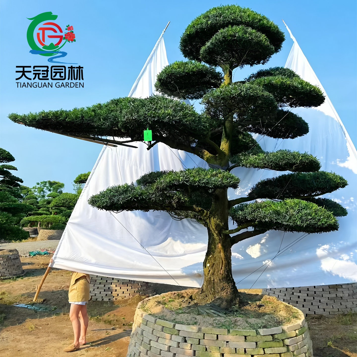 正宗小叶雀舌罗汉松树苗四季常青