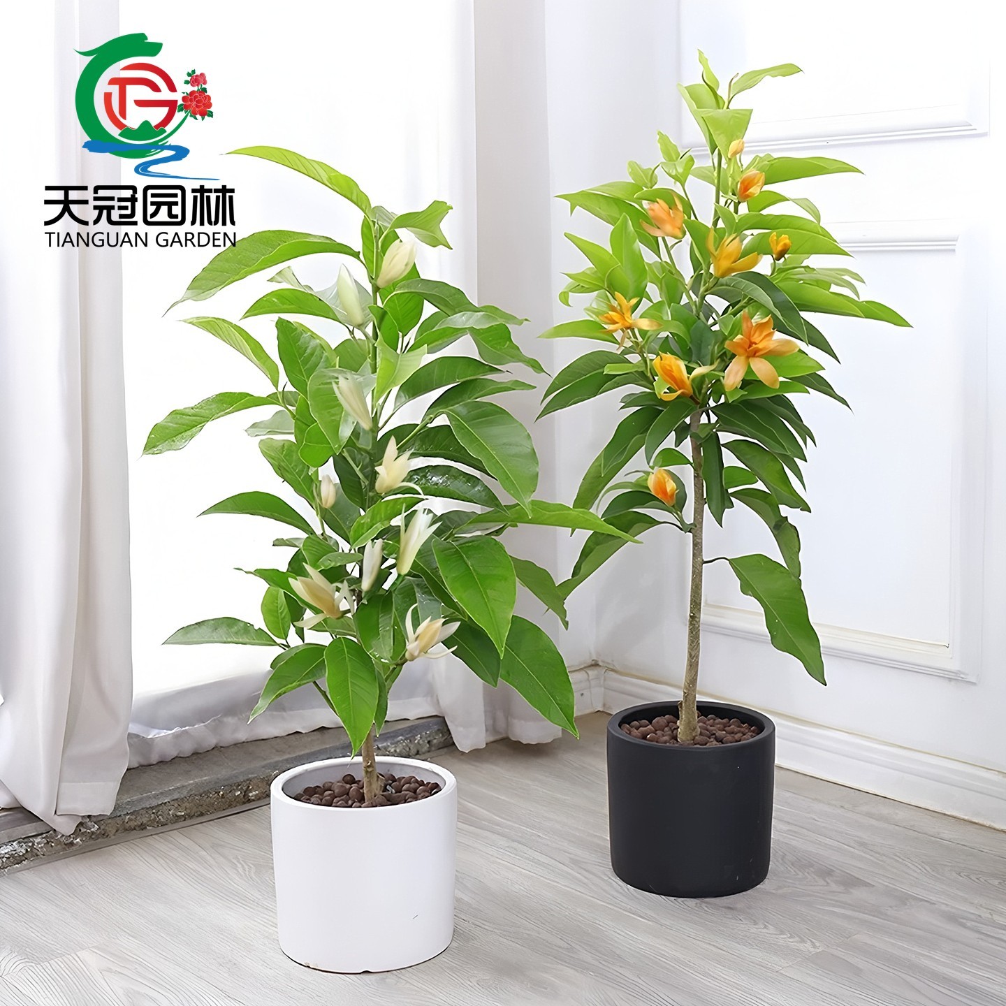 白兰花树苗小苗浓香型庭院绿化苗