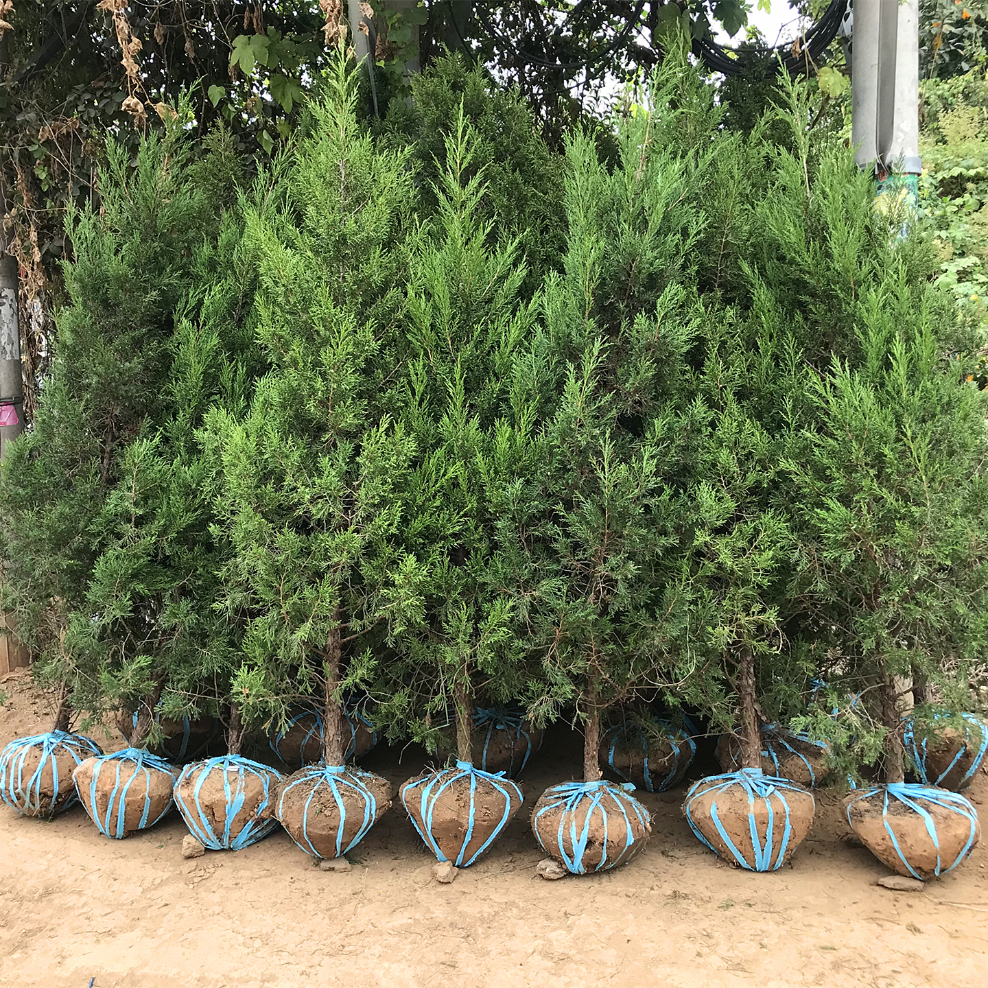 塔柏树苗塔柏苗四季常青耐寒绿化