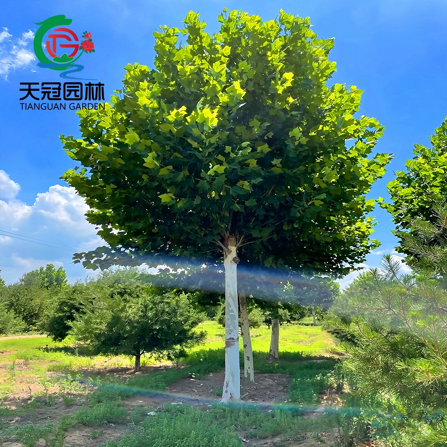 速生法国梧桐园林绿化行道树直销