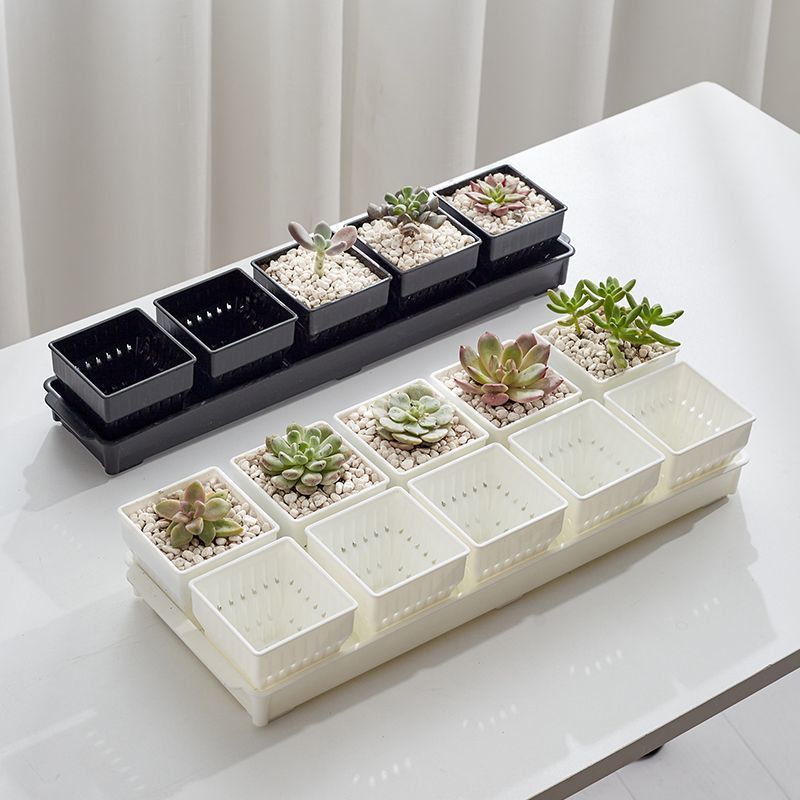 种多肉植物的花盆组合塑料创意精致小白方带托盘透气一体控根专用