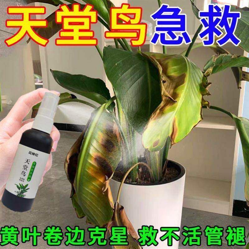 天堂鸟专用肥料营养液家用盆栽观音竹黄叶绿植花卉水培通用液体肥