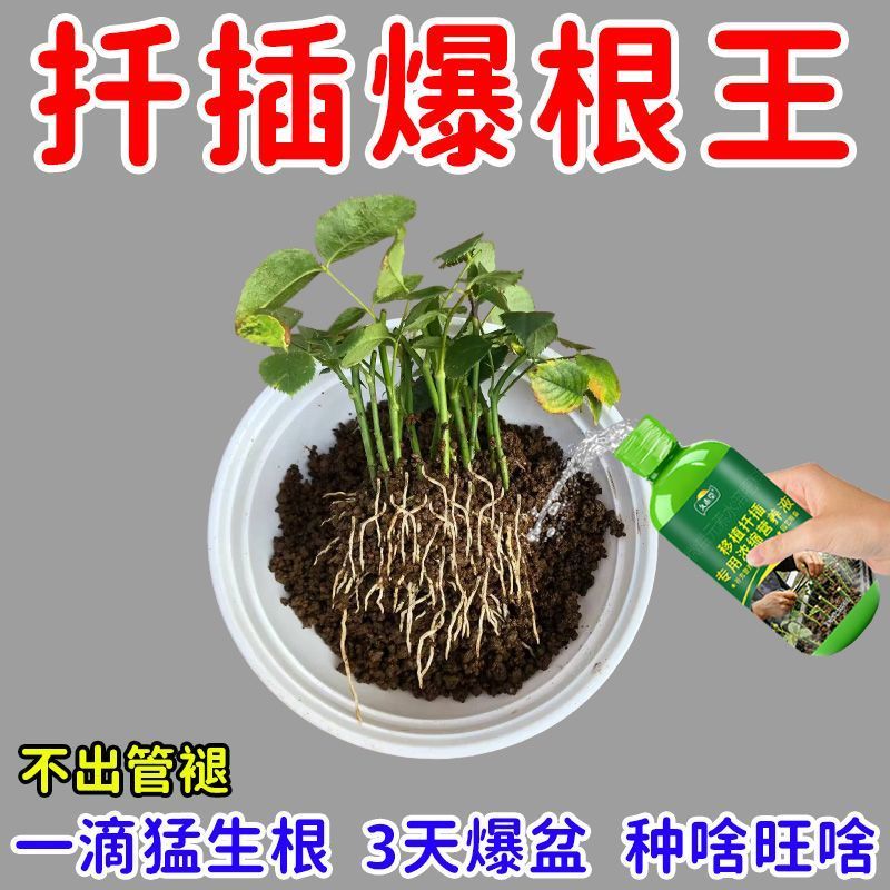 爆根】扦插营养液花卉枝条插杆生根剂插花月季绣球果树通用扦插液