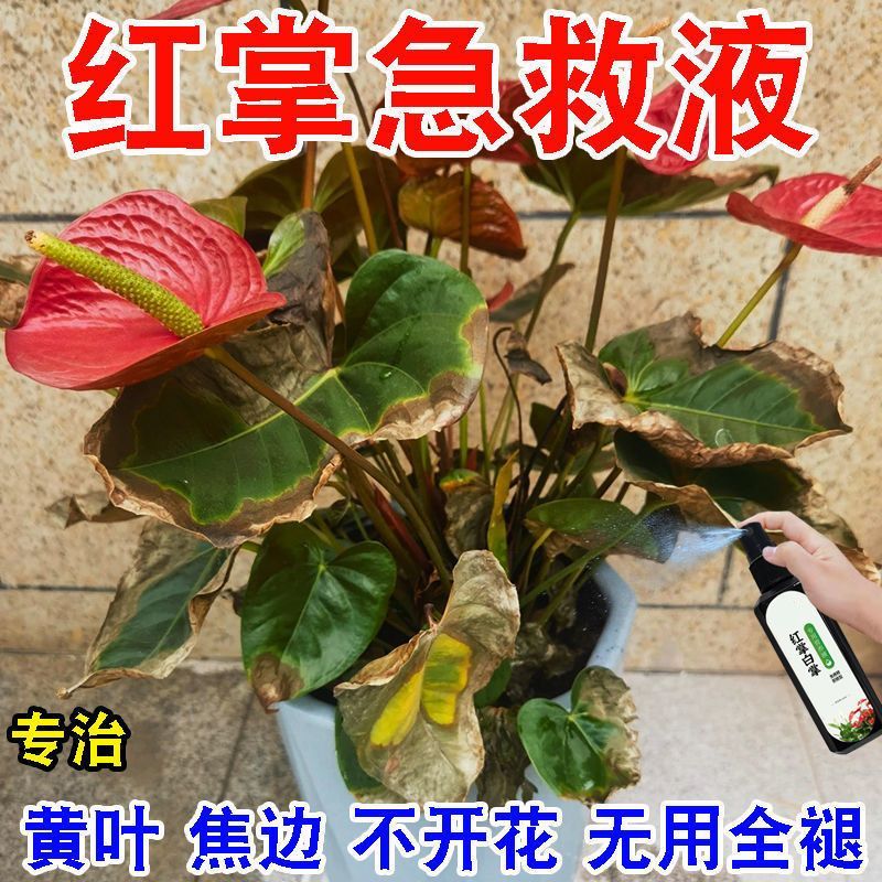 2026新款红掌白掌急救营养液叶子发黄干枯叶斑病一帆风顺催花肥料