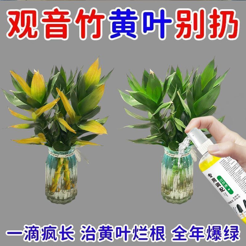 拯救黄叶】富贵竹爆根防黄叶营养液促生根液水培植物肥料快速生根
