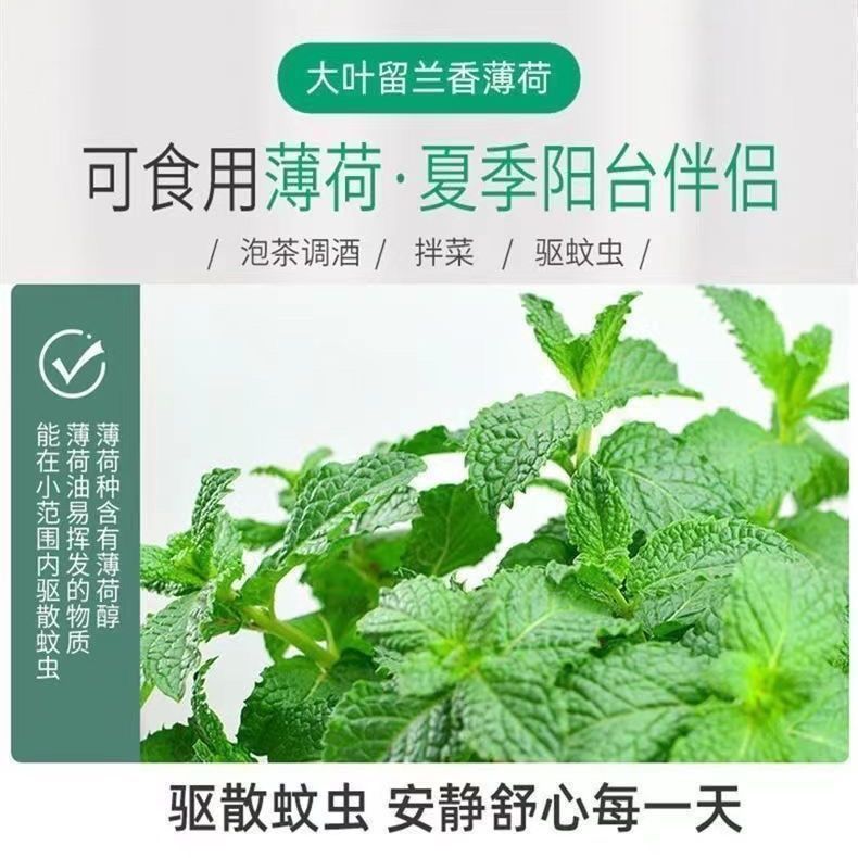 柠檬薄荷种子可食用留兰香薄荷种子室内阳台四季盆栽驱蚊花卉种子