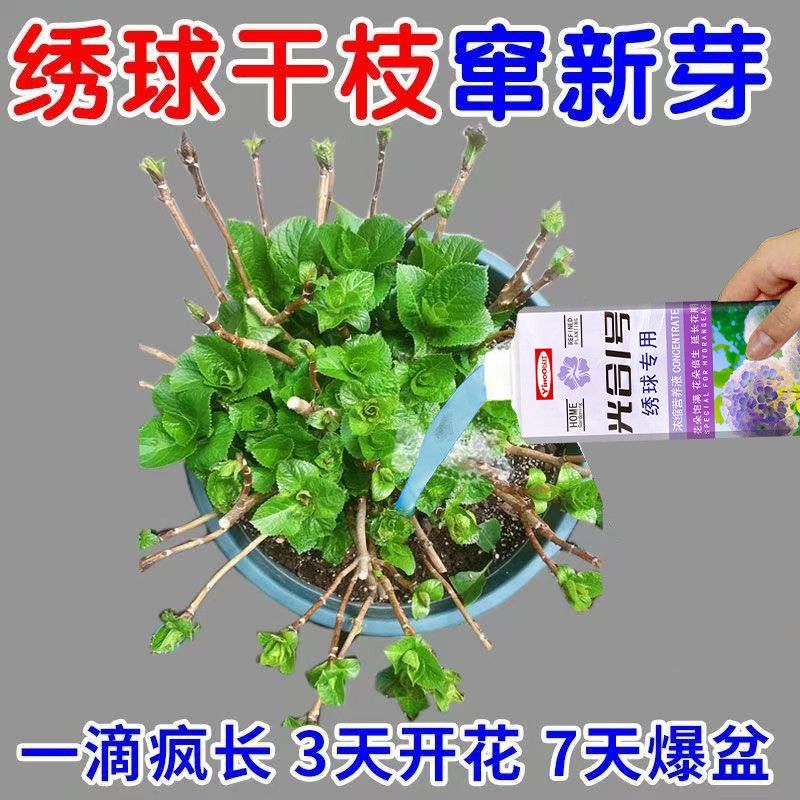 绣球花专用营养液防叶子发黄药枯萎病叶斑病焦叶催发芽绣球花肥料
