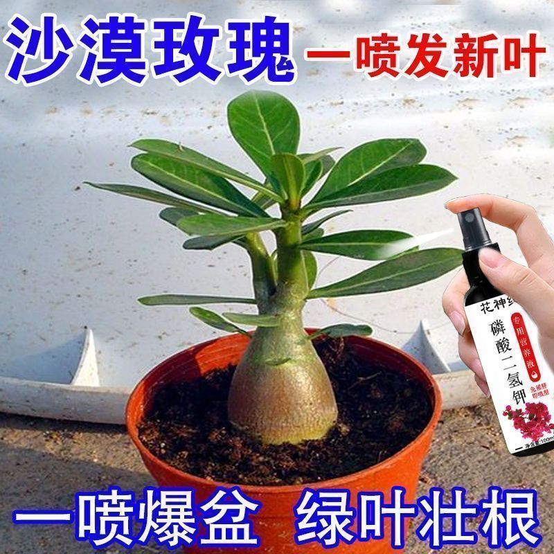 沙漠玫瑰营养液专用黄叶落叶干尖枯萎不开花肥料助生长叶增绿清仓
