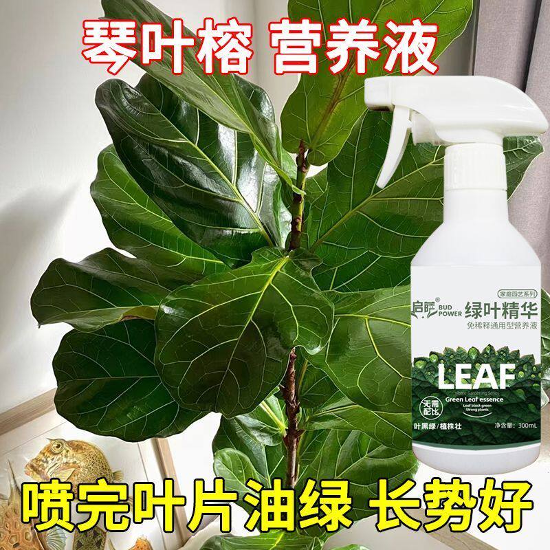 琴叶榕锈斑琴叶榕营养液生根壮苗水溶肥室内盆栽绿叶肥料叶面精华