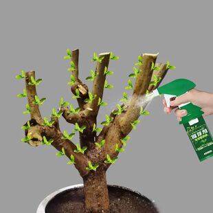 专治不发芽】催芽促芽僵苗快速新芽月季发财树黄叶促花复活营养液