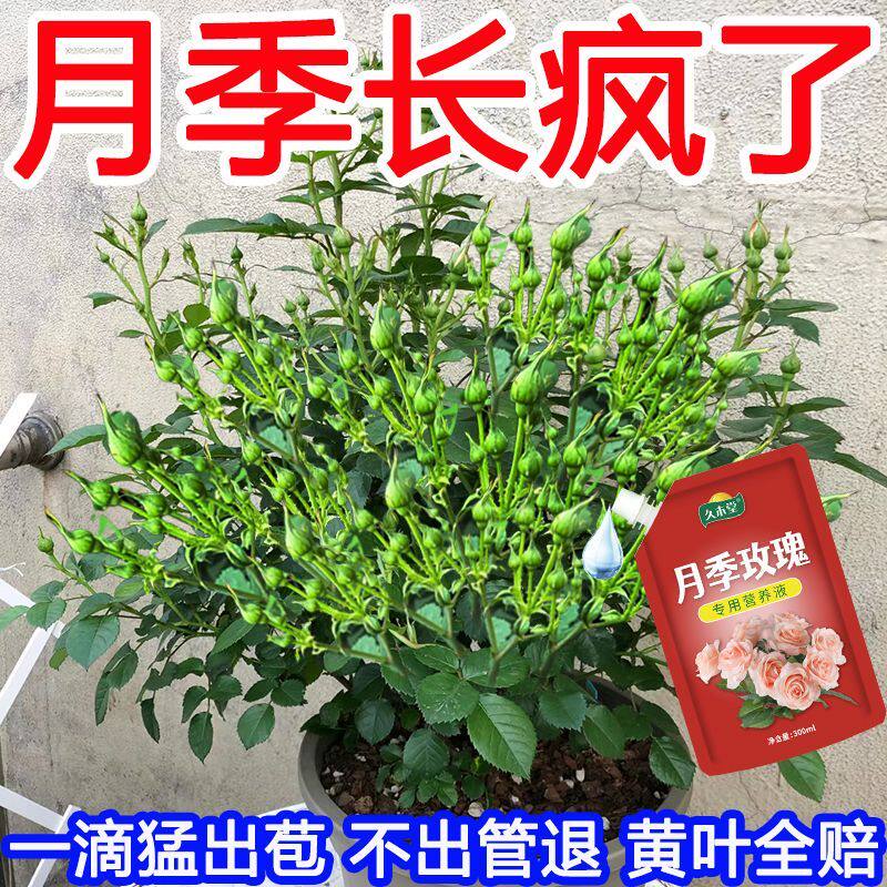 月季花专用营养液玫瑰防黄叶不开花催芽剂月季花专用肥促花花苞